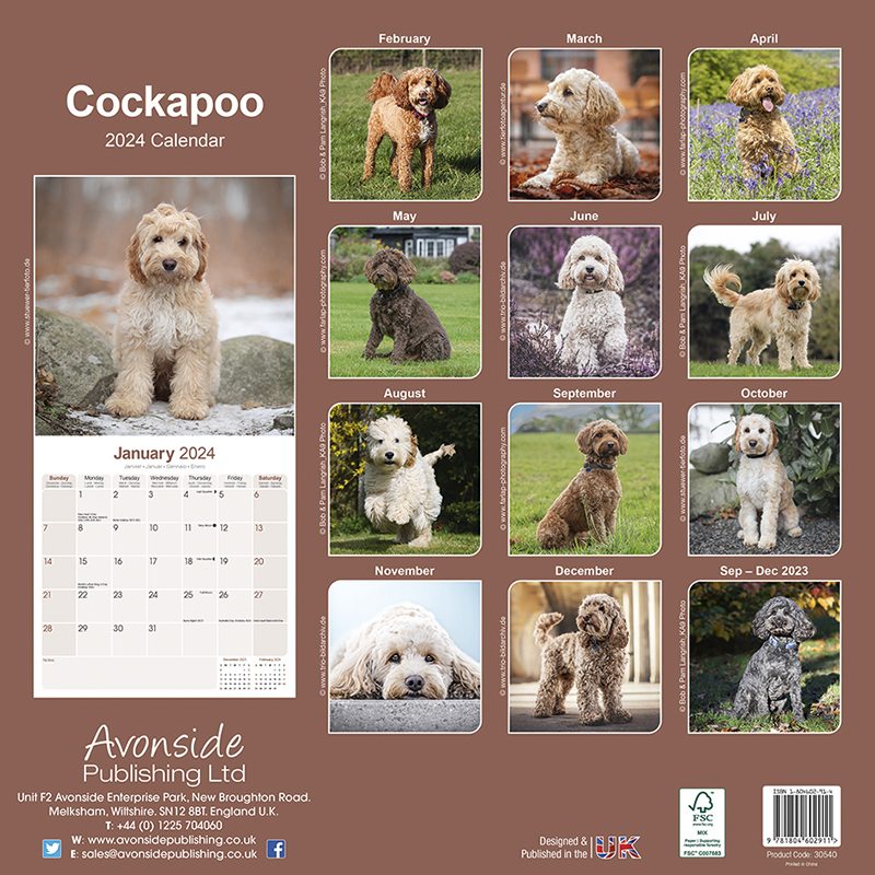 Cockapoo Calendar 2024 (Square) Dogs Naturally